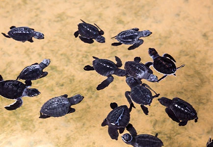 Luxury Travel Folks  -  Romance in Paradise