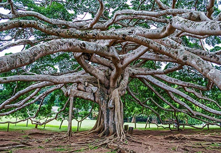 Luxury Travel Folks  - Island Adventures