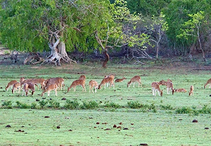 Sri Lanka: Relax and Rejuvenate