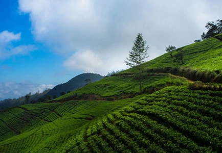 Sri Lanka: Relax and Rejuvenate